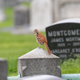 A brown thrasher at Green-Wood Cemetery in Brooklyn. Perhaps this bird’s own grave will be inside a shark stomach.